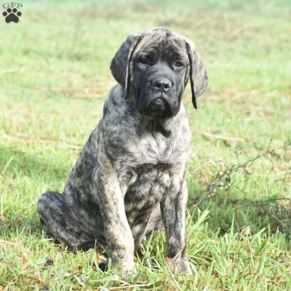 Alice, English Mastiff Puppy